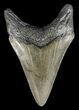 Serrated, Lower Megalodon Tooth #43020-1